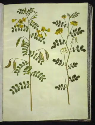 Colutea arborescens (almindelig blærebælg); Hippocrepis emerus (busk-hestesko)