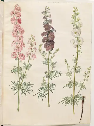 Consolida ajacis (have-ridderspore), 1654