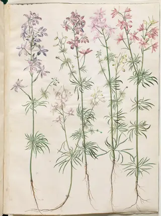 Consolida regalis (korn-ridderspore), 1654