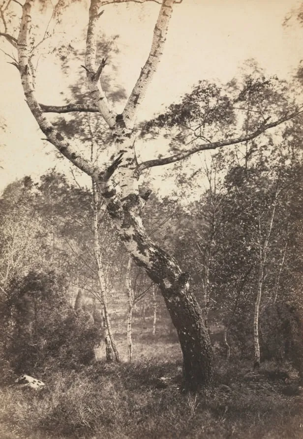 Study of a Birch Tree, Barbizon, by Constant Alexandre Famin, 1870