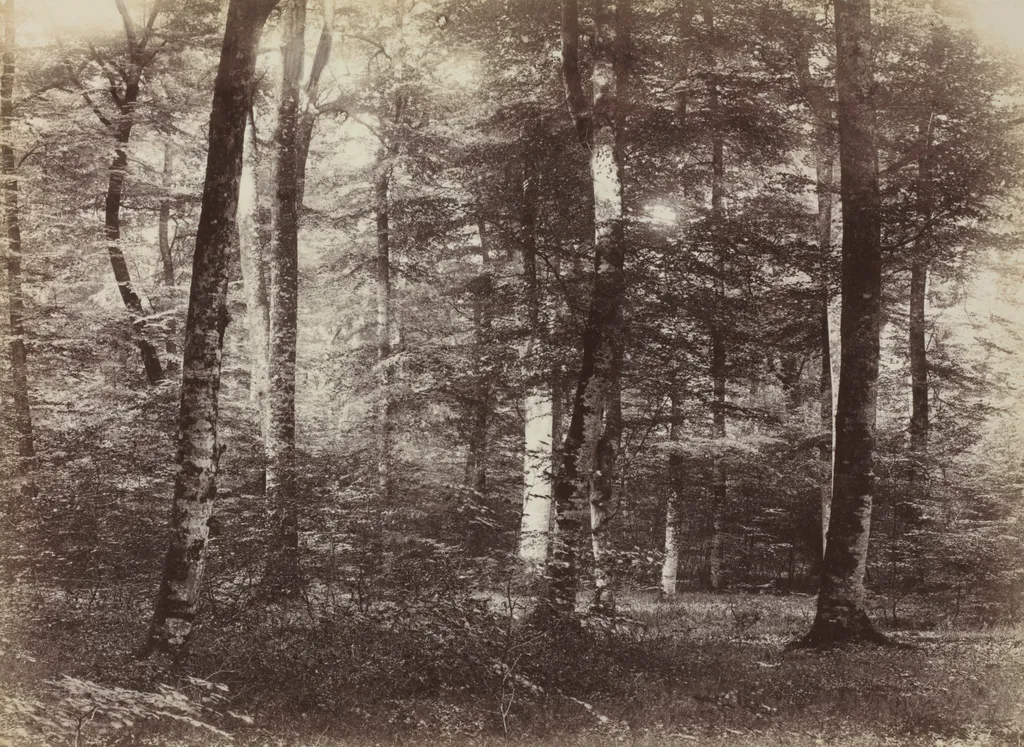 Untitled (The Forest of Fontainebleau), by Constant Alexandre Famin, 1874