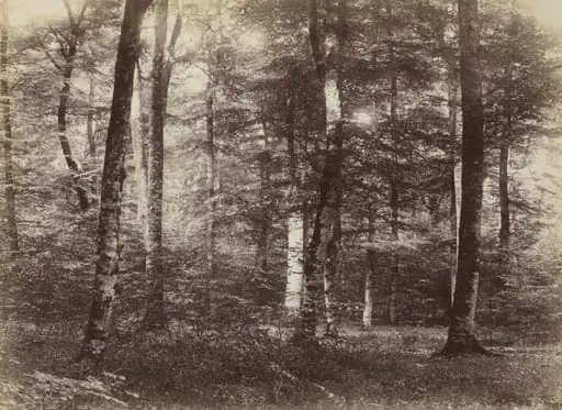 Untitled (The Forest of Fontainebleau), by Constant Alexandre Famin