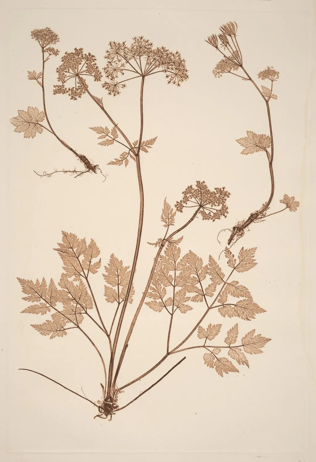 Chaerophyllum hirsistum, by Constetin von Ettinghausen, ink, 1856