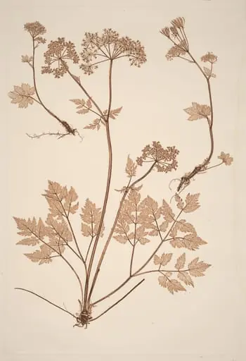 Chaerophyllum hirsistum, by Constetin von Ettinghausen