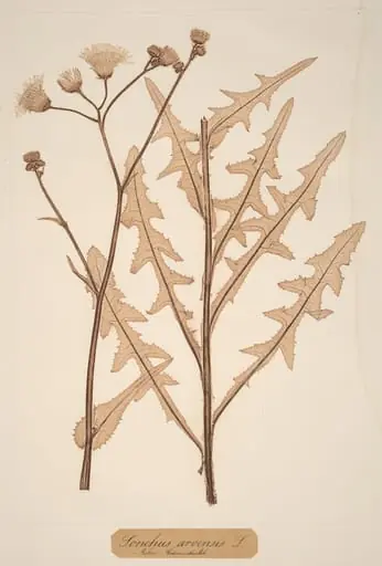 Sonchus arvensis, by Constetin von Ettinghausen