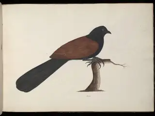 Conucal or crow pheasant