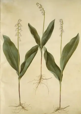 Convallaria majalis (liljekonval); Convallaria majalis (varietet af liljekonval), 1654