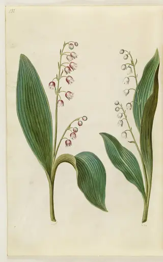 Convallaria majalis rosea (rød liljekonval); Convallaria majalis (liljekonval), 1650