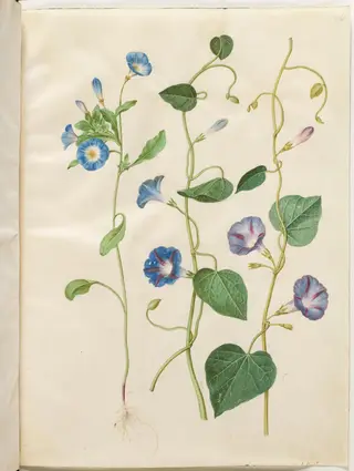 Convolvulus tricolor (jomfruskørt); Ipomoea purpurea (purpur-pragtsnerle)