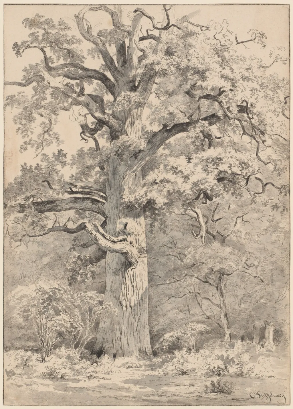 A Giant Oak at the Edge of a Forest, by Cornelis Steffelaar, ink, 1844