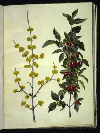 Cornus mas (kirsebær-kornel)