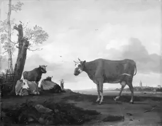 Cows in a Field