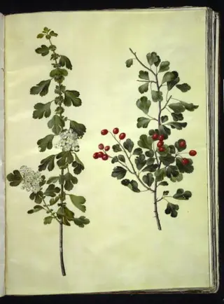 Crataegus laevigata (almindelig hvidtjørn), 1654