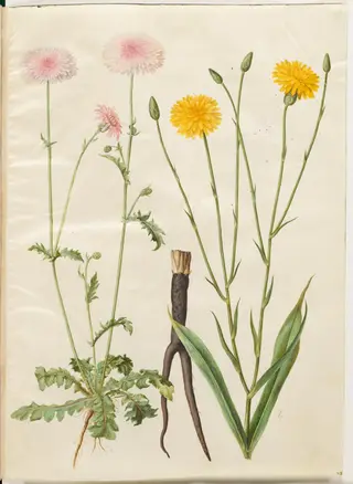 Crepis rubra (rød høgeskæg); Scorzonera hispanica (have-skorzoner)