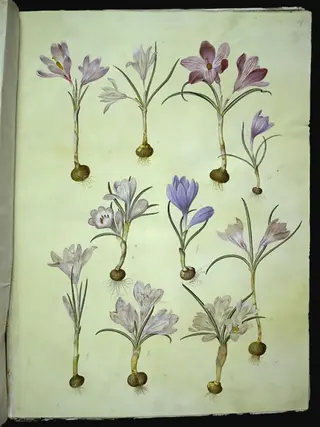 Crocus vernus (vår-krokus), 1654