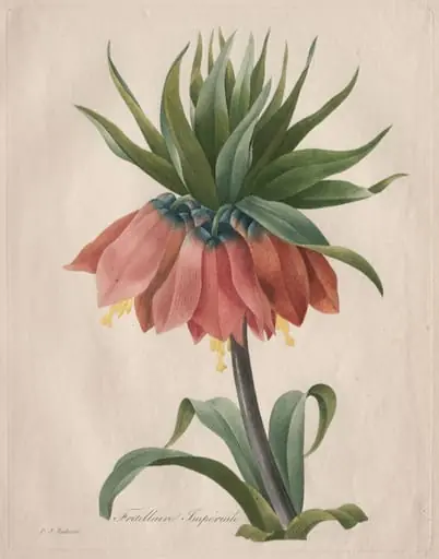 Crown Imperial Fritillary