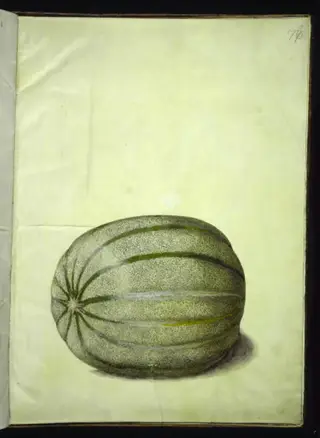 Cucumis melo (melon)