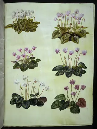 Cyclamen hederifolium (vedbendbladet alpeviol); Cyclamen purpurascens (ægte alpeviol)