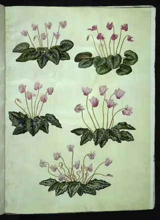 Cyclamen purpurascens (ægte alpeviol); Cyclamen hederifolium (vedbendbladet alpeviol)