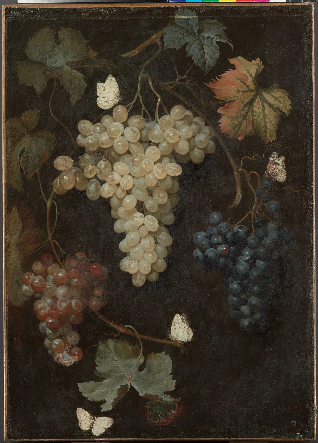 Weintrauben mit drei Trauben und Schmetterlingen, detail