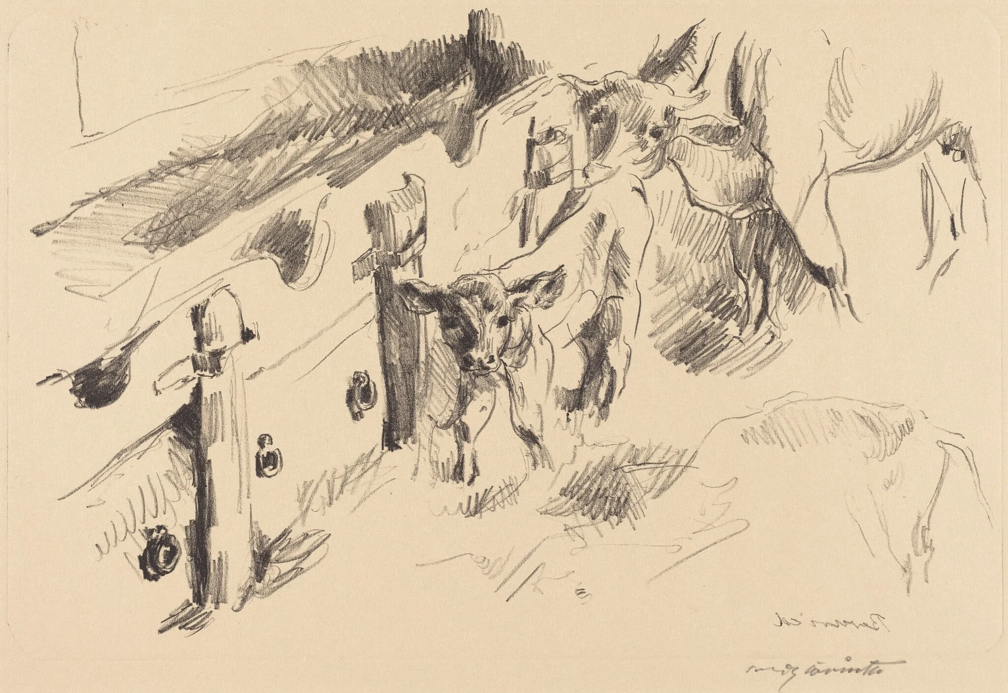 Kälber (Calves), detail