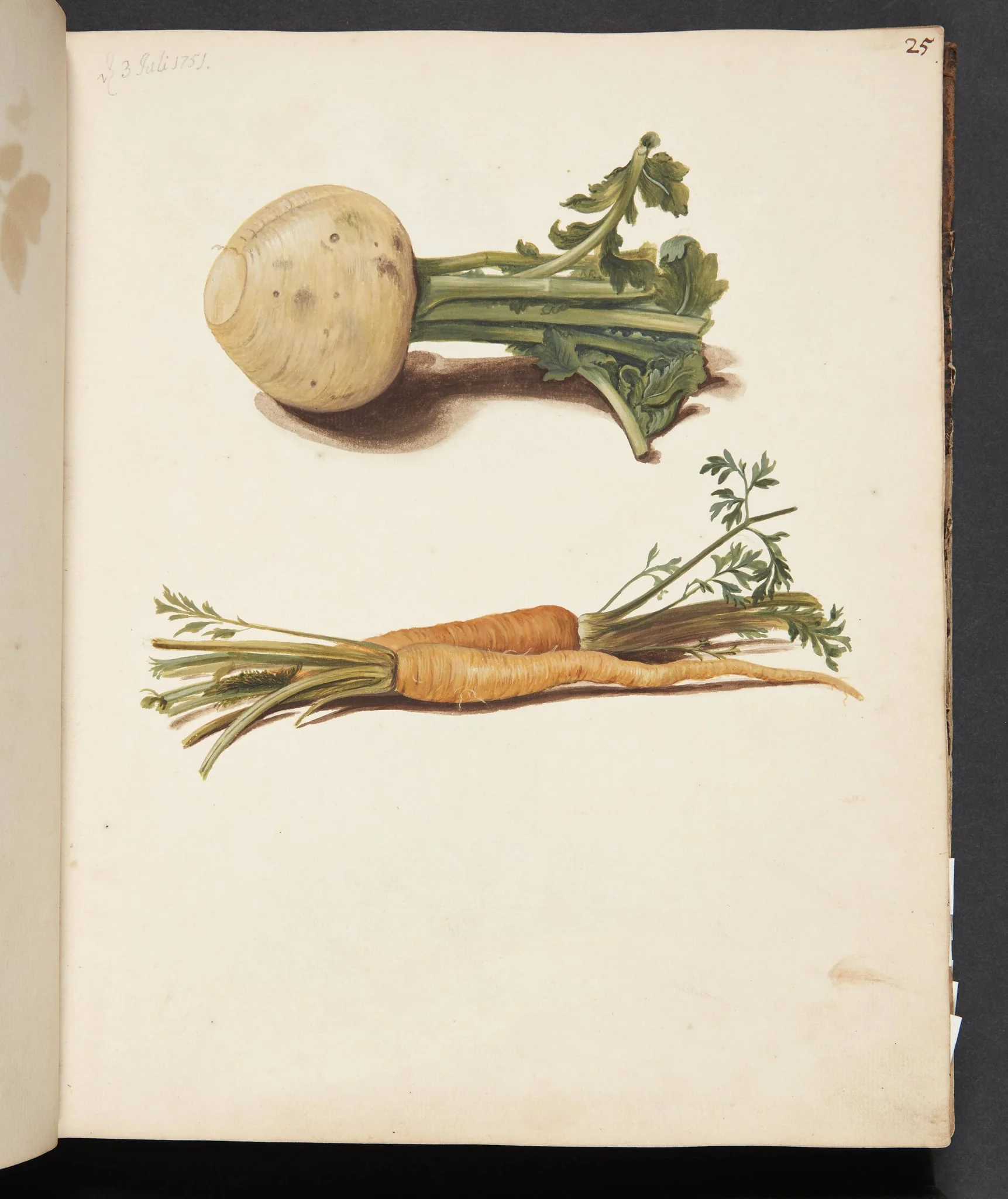 Studie af majroe og gulerødder, detail