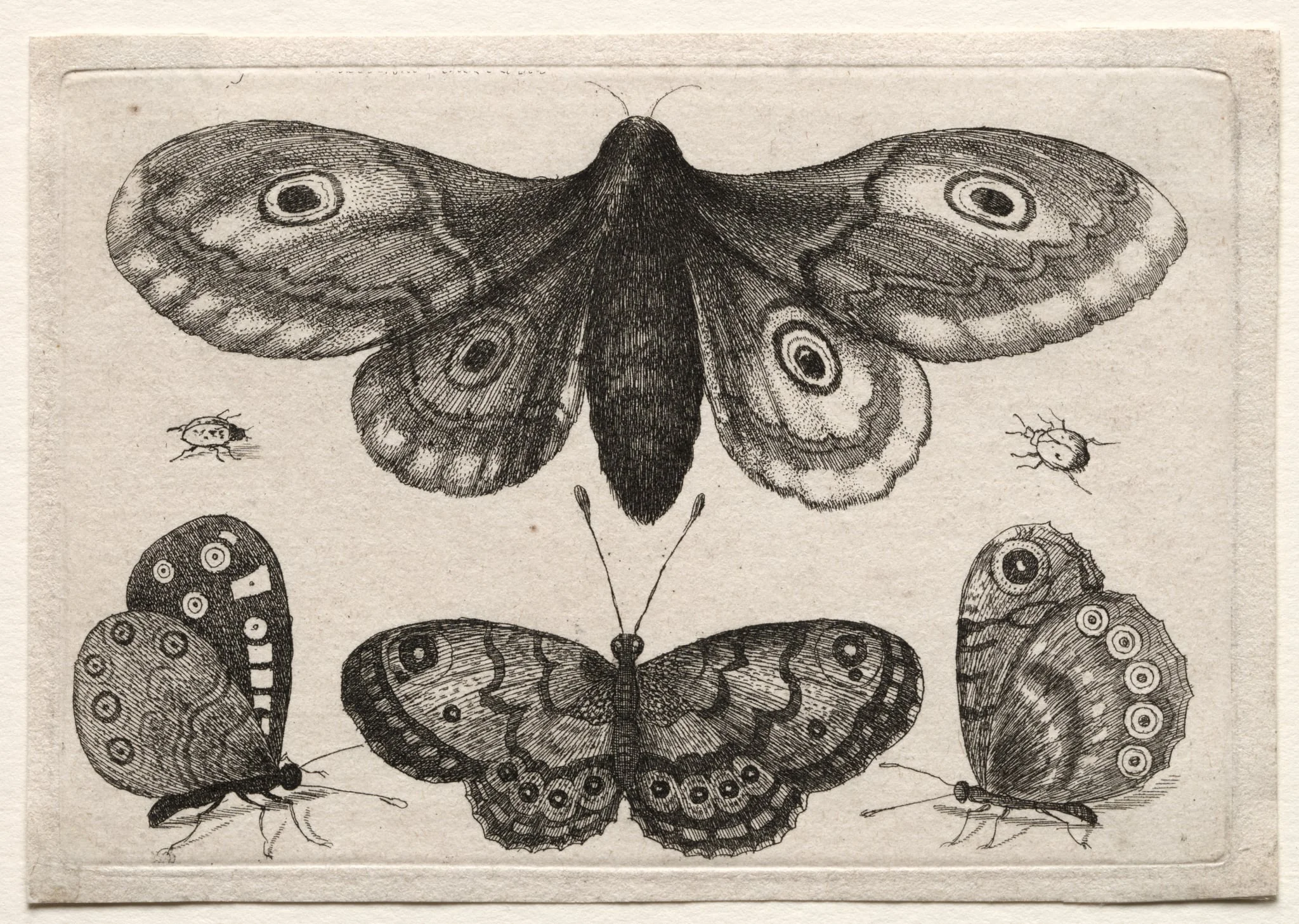 Muscarum Scarabeorum, vermiumque Variae Figure & Formae: A Moth, Three Butterflies and Two Beetles, detail
