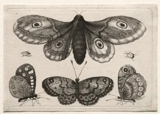 Muscarum Scarabeorum, vermiumque Variae Figure & Formae: A Moth, Three Butterflies and Two Beetles, by Wenceslaus Hollar, 1646