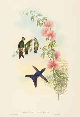 Ramphomicron microrhyncha (Small-billed Thornbill), by John Gould, ink, 1842