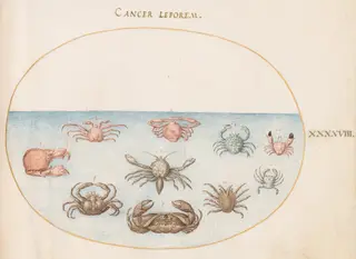 Plate 48: Ten Crabs, by Joris Hoefnagel, gouache, 1594