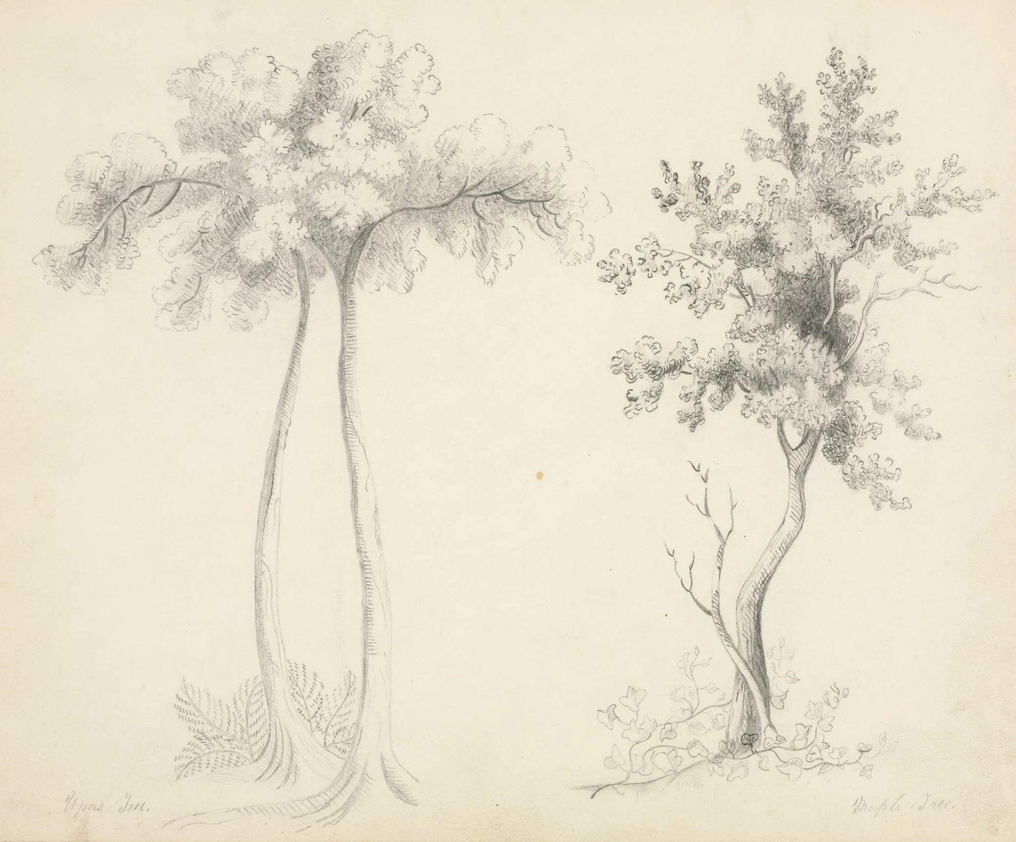 Studies of Upas and Maple Trees, detail