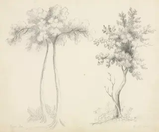 Studies of Upas and Maple Trees, by Mary Altha Nims, 1804