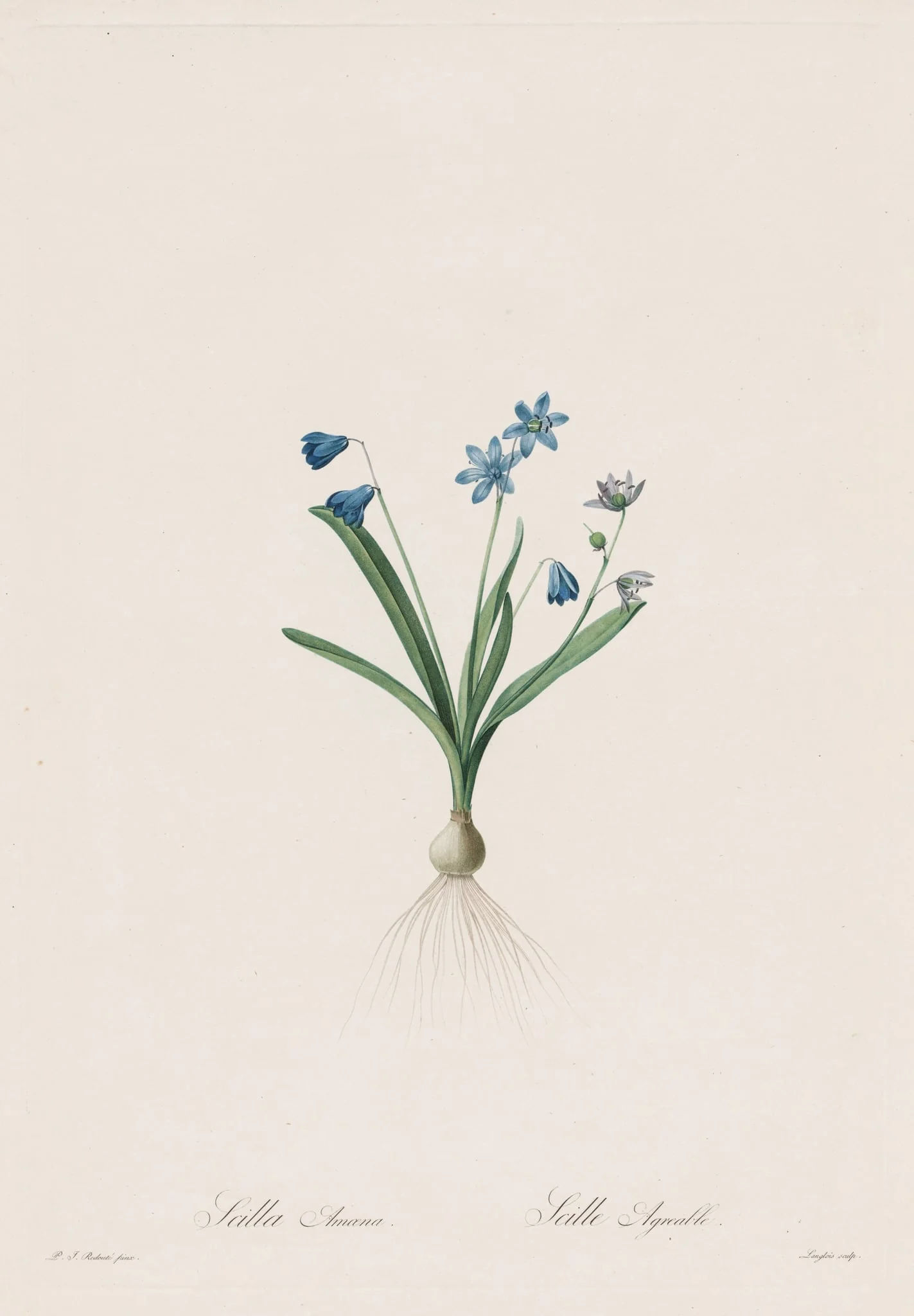 Les Liliacées: Scilla amaena, detail