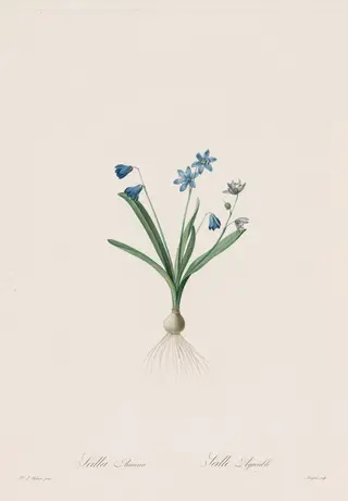 Les Liliacées:  Scilla amaena, by Pierre Joseph Redouté, 1809
