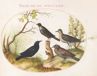 Plate 65: Thrushes and Other Birds, by Joris Hoefnagel, gouache, 1594