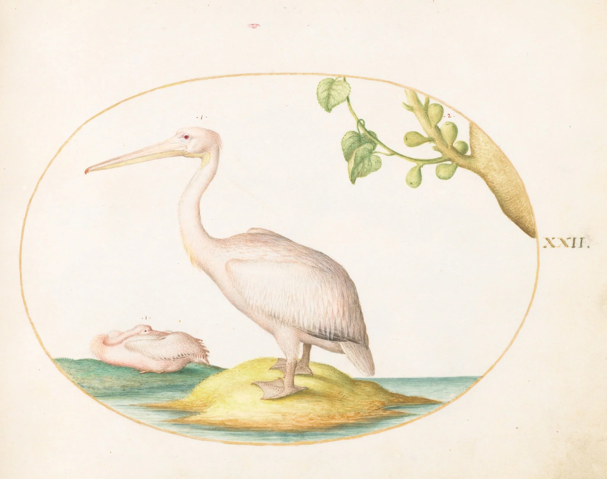 Plate 22: Two White Pelicans with a Sycamore Fig, detail