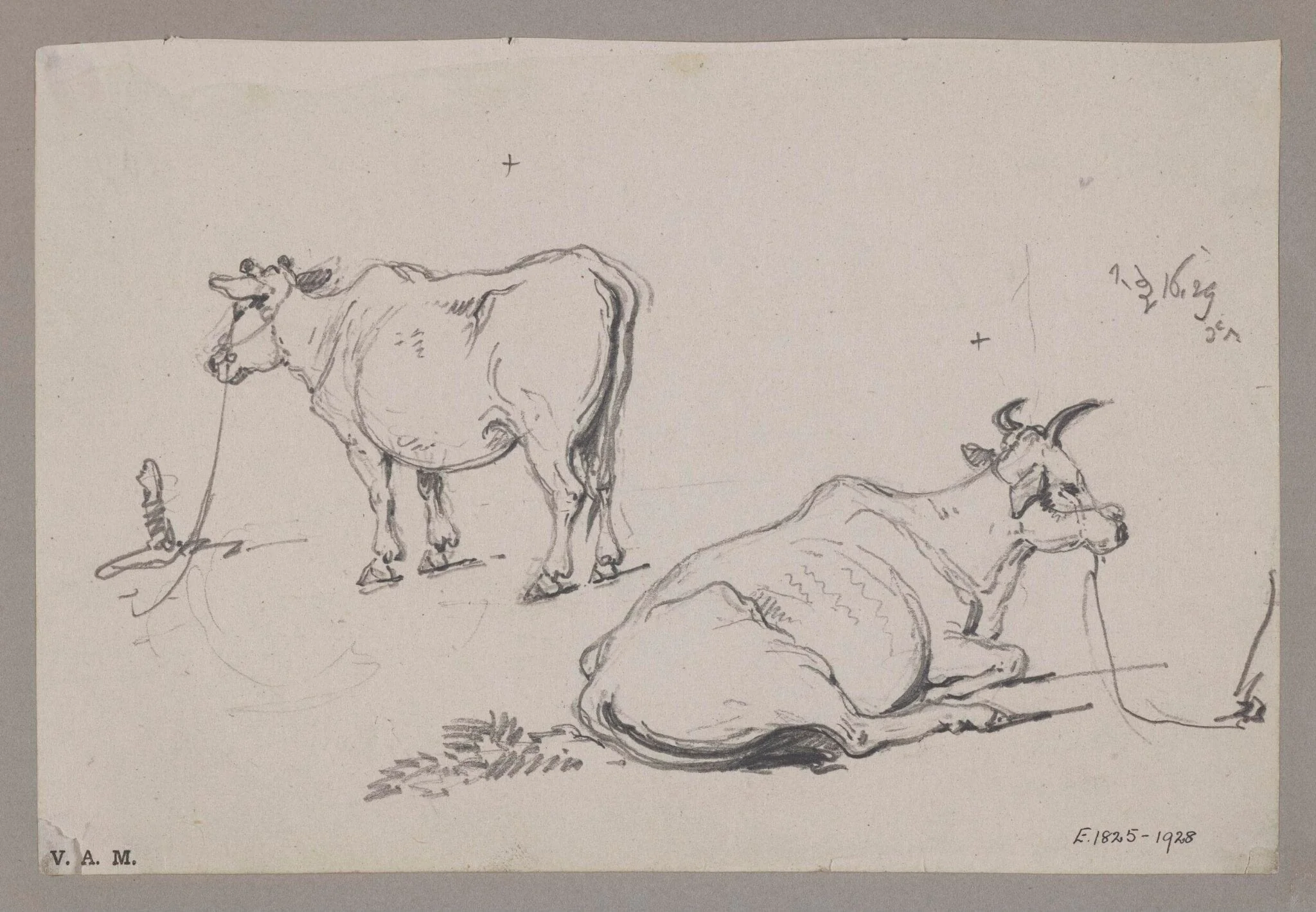 Two drawings of a cow, detail