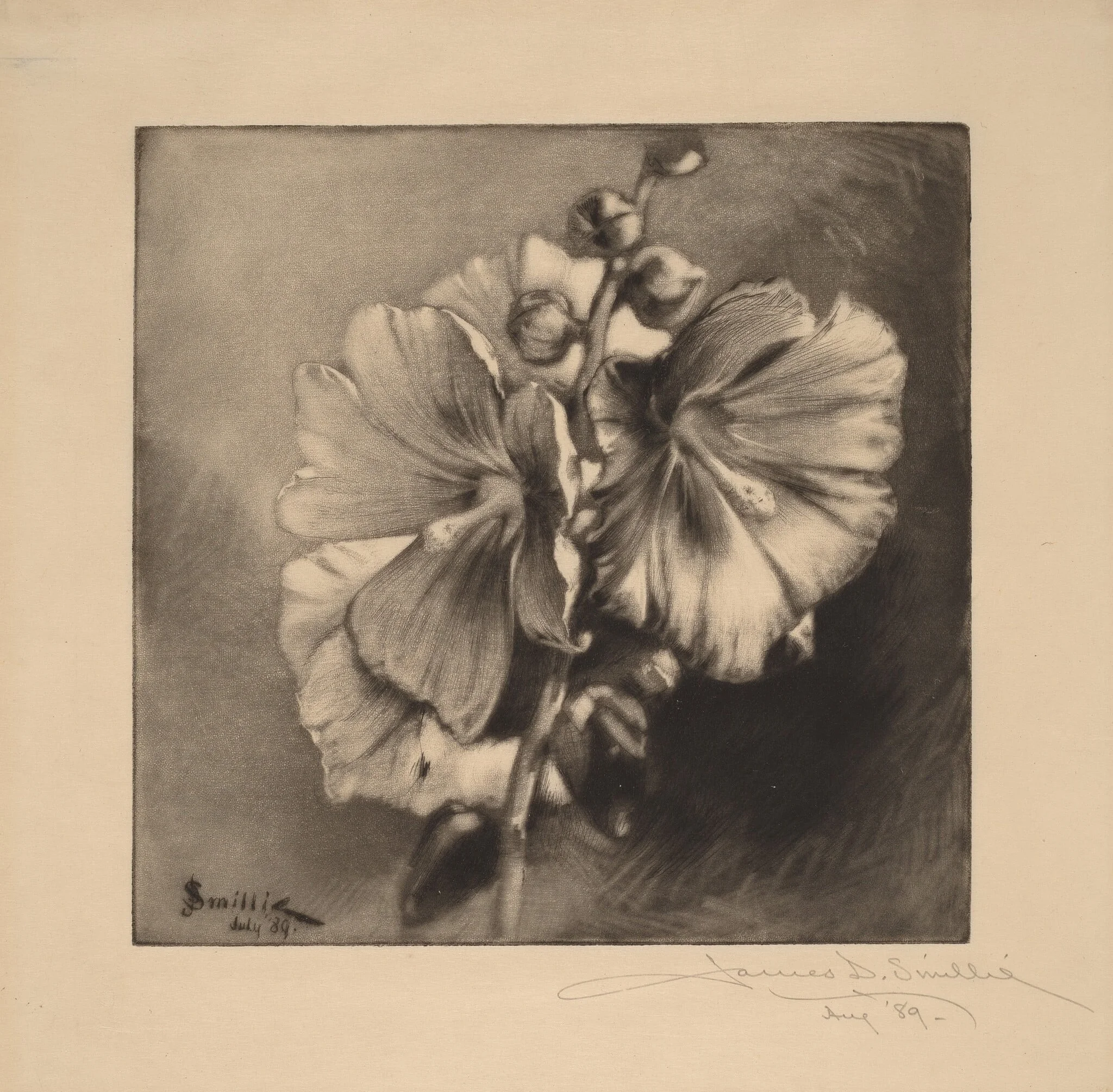 Single Hollyhocks, detail