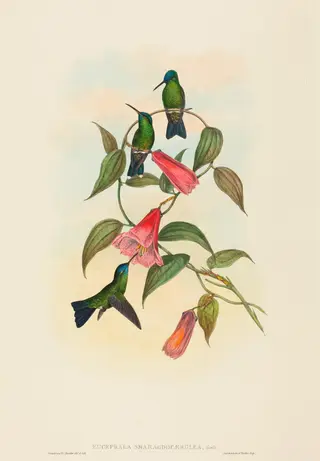 Eucephala smaragdocaerulea (Gould's Wood Nymph), by John Gould, ink, 1842
