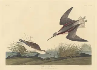 Wilson's Phalarope, by Havell, Jr., Robert, ink, 1835