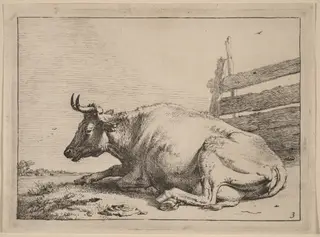 Cow Lying Down near a Fence, by Paulus Potter, ink, 1650