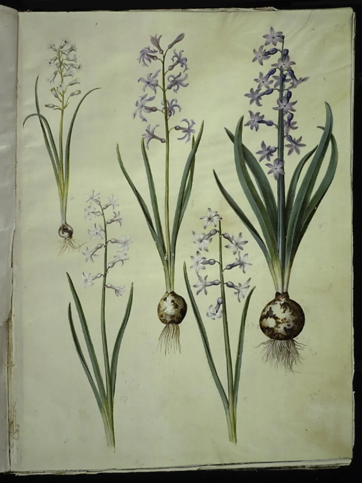 Brimeura amethystina (pyrenæisk hyacint); Hyacinthus orientalis (almindelig hyacint), detail