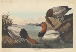 Canvas-backed Duck, by Havell, Jr., Robert, ink, 1836