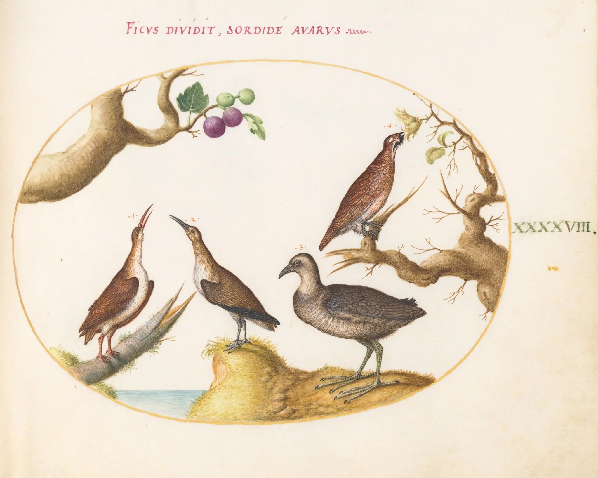 Plate 48: Wood Grouse, Rail, and Curlew with Hazelnuts and Figs, detail