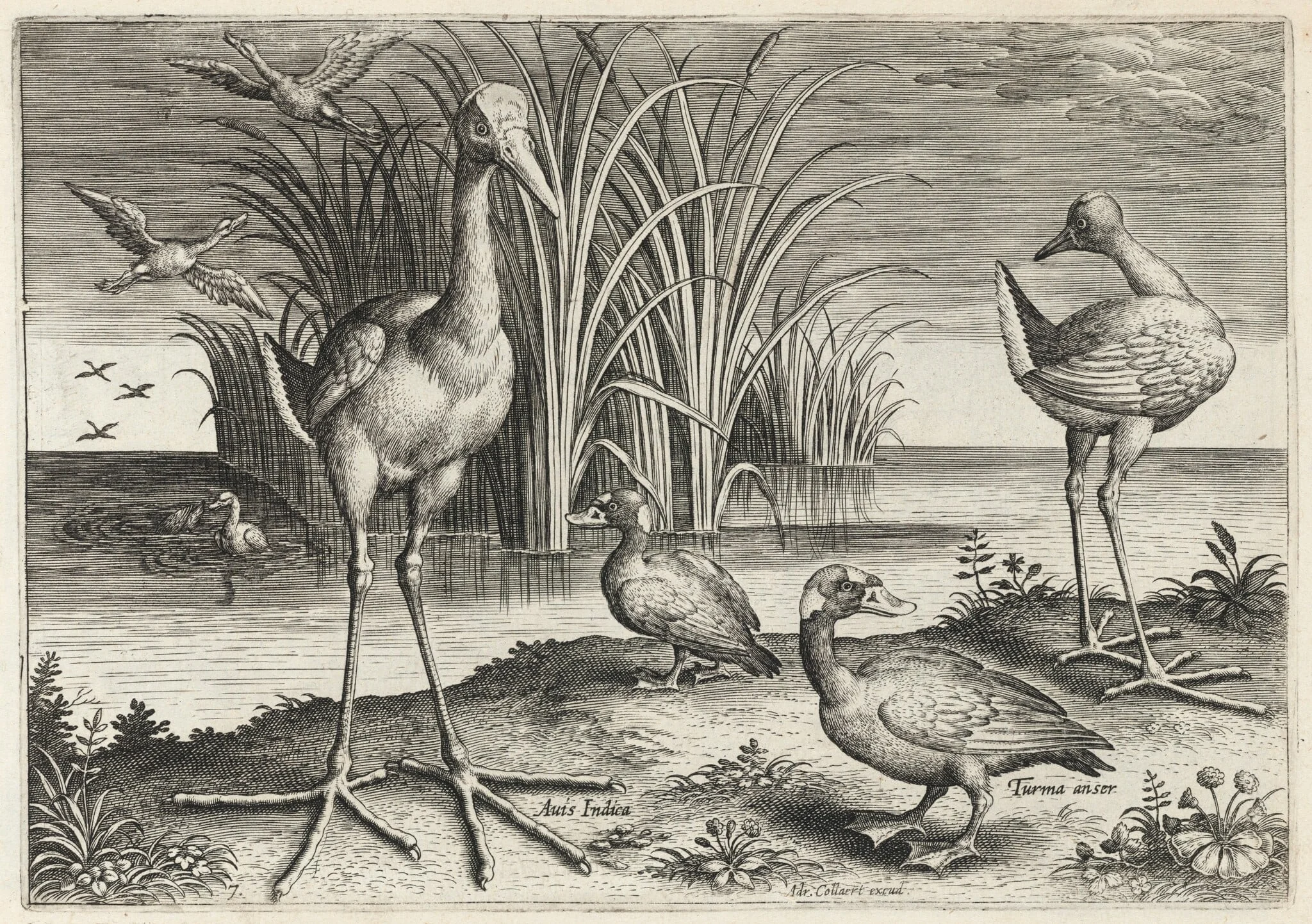 Two Giant Snipes and Two Surf Scoters, detail