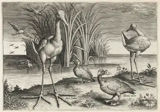 Two Giant Snipes and Two Surf Scoters, by Adriaen Collaert, ink, 1600