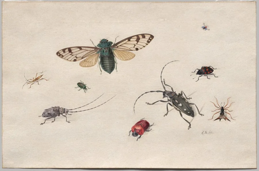 Studies of Insects, detail