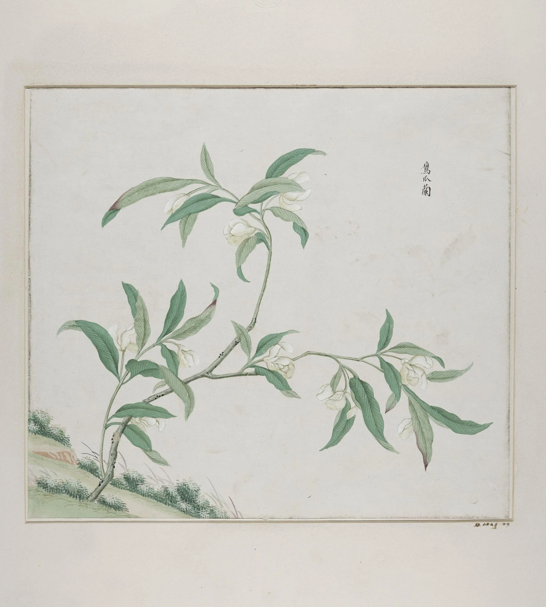 Zing zhao lan, detail