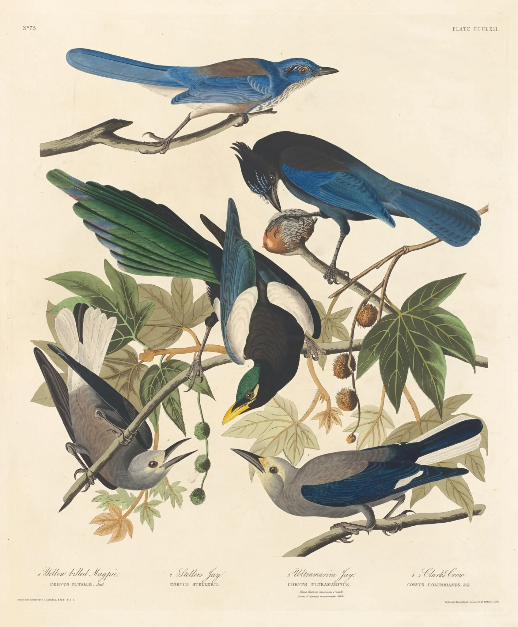 Yellow-billed Magpie, Stellers Jay, Ultramarine Jay and Clark's Crow, detail
