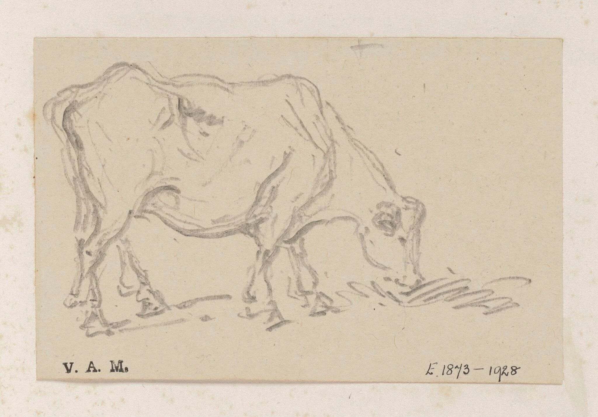 A grazing cow, detail